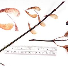 Winter twig with fruit of box elder