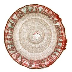 Cross section of a three-year old Tilia stem