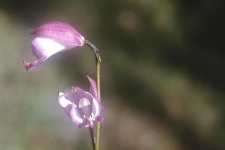 Orchid flower, east of Zacapu