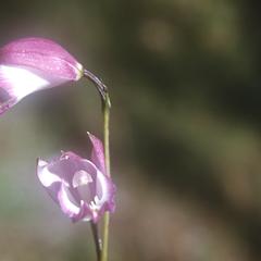 Orchid flower, east of Zacapu