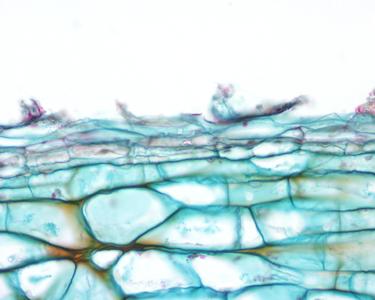 Periderm in a cross section of a carrot root