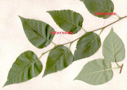 Internodes of paper birch
