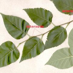 Internodes of paper birch