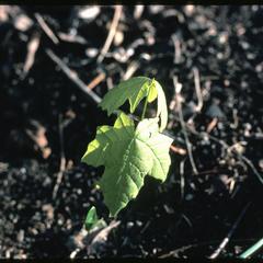 Acer saccharum seedling