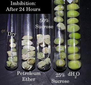 Relative rates of imbibition of pea seeds