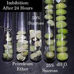 Relative rates of imbibition of pea seeds