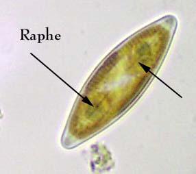Valve view of a living pennate diatom with raphe labeled