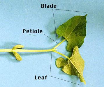 Bean seedling with parts of the leaf labeled