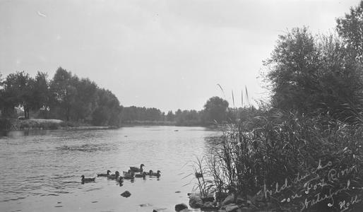 Ducks on the Fox River