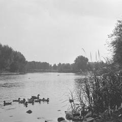 Ducks on the Fox River