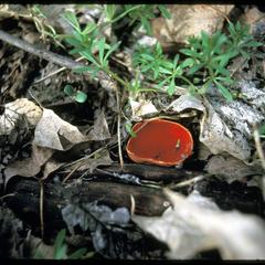 Scarlet cup fungus at Abraham's Woods, State Natural Area