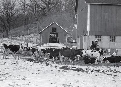 Cows in a barnyard