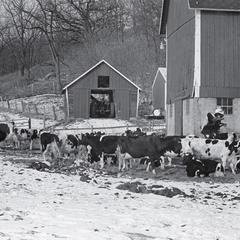 Cows in a barnyard