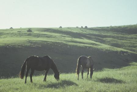 South Africa : scenery : horses grazing