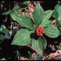 Cornus canadensis berries