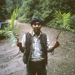 Rafael Guzmán with Chamaedorea palm branches