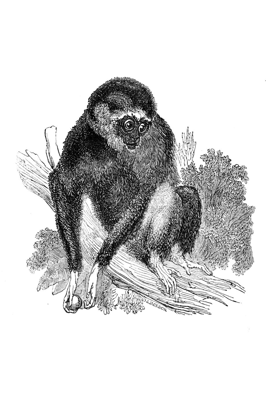 The White-handed Gibbon (Hylobates lar)
