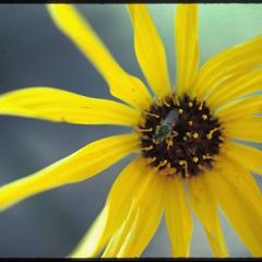 Helianthus rigidus flower with bee