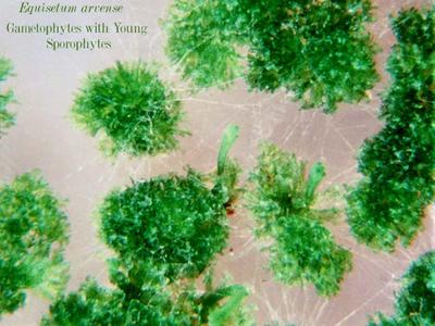 Equisetum arvense - gametophytes with attached young sporophytes