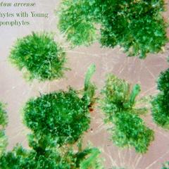 Equisetum arvense - gametophytes with attached young sporophytes