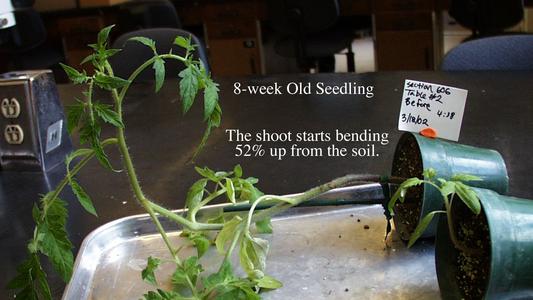 Negative gravitropism - before and after -  in this older plant,  48% of the shoot responds