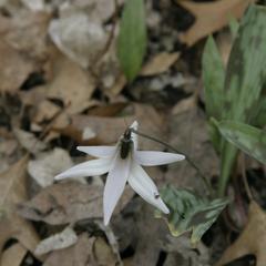 Trout lily in Gallistel Woods