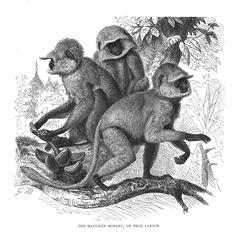 The Hanumán Monkey, or True Langur
