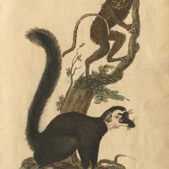 Tarsier & Wooly Lemur