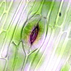 Dermis of a hornwort sporophyte - detail of stoma
