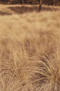 Tussock grasses at La Cima