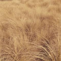 Tussock grasses at La Cima