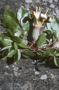 Flower and leaves of a species of Ceiba tree, west of Tuxpan