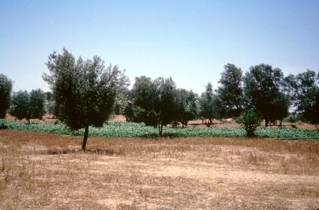 Irrigation Piping, Olive Trees, and Cabbage on Farm in Sabrata Area