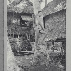 Man climbing coconut tree to bud for "tuba"