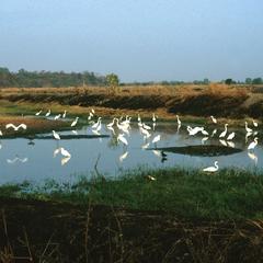 Egrets in Rice Fields