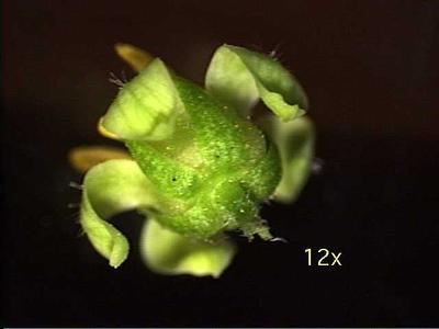 Sepals of male flower of Rhus glabra