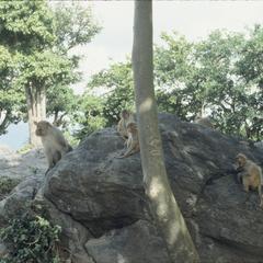 Macaca mulatta