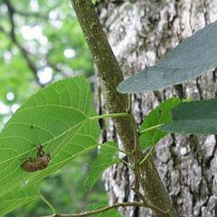 Tilia americana with cicada