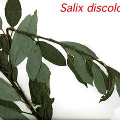 Salix discolor
