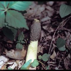 Stinkhorn fungus with carrion beetle, Ridgeland