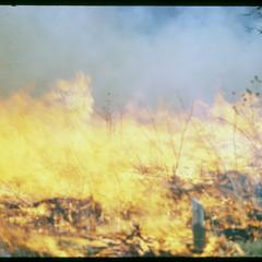 Prairie fire, Curtis Prairie, University of Wisconsin Arboretum