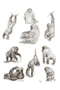 Juvenile Gorilla Play Print