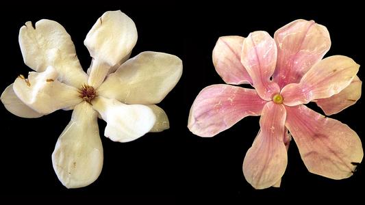 Magnolia X Soulangiana - composite of front and back of flower