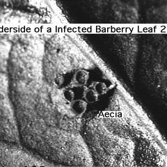 Berberis vulgaris - Aecia on an infected leaf