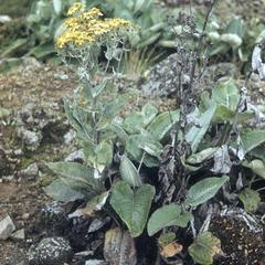 Senecio oerstedianus (Asteraceae)