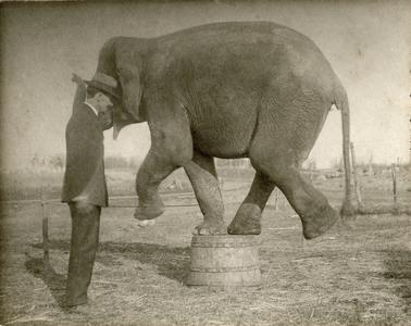 Circus elephant standing on a half barrel