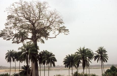Trees on the Niger River