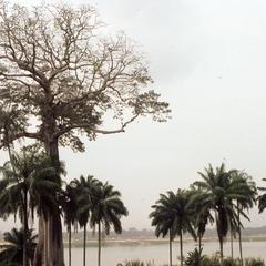 Trees on the Niger River