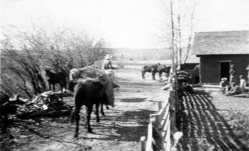 Farm and mules