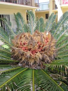 Cycas revoluta apex of plant with megasporophylls - Saint Augustine, Florida